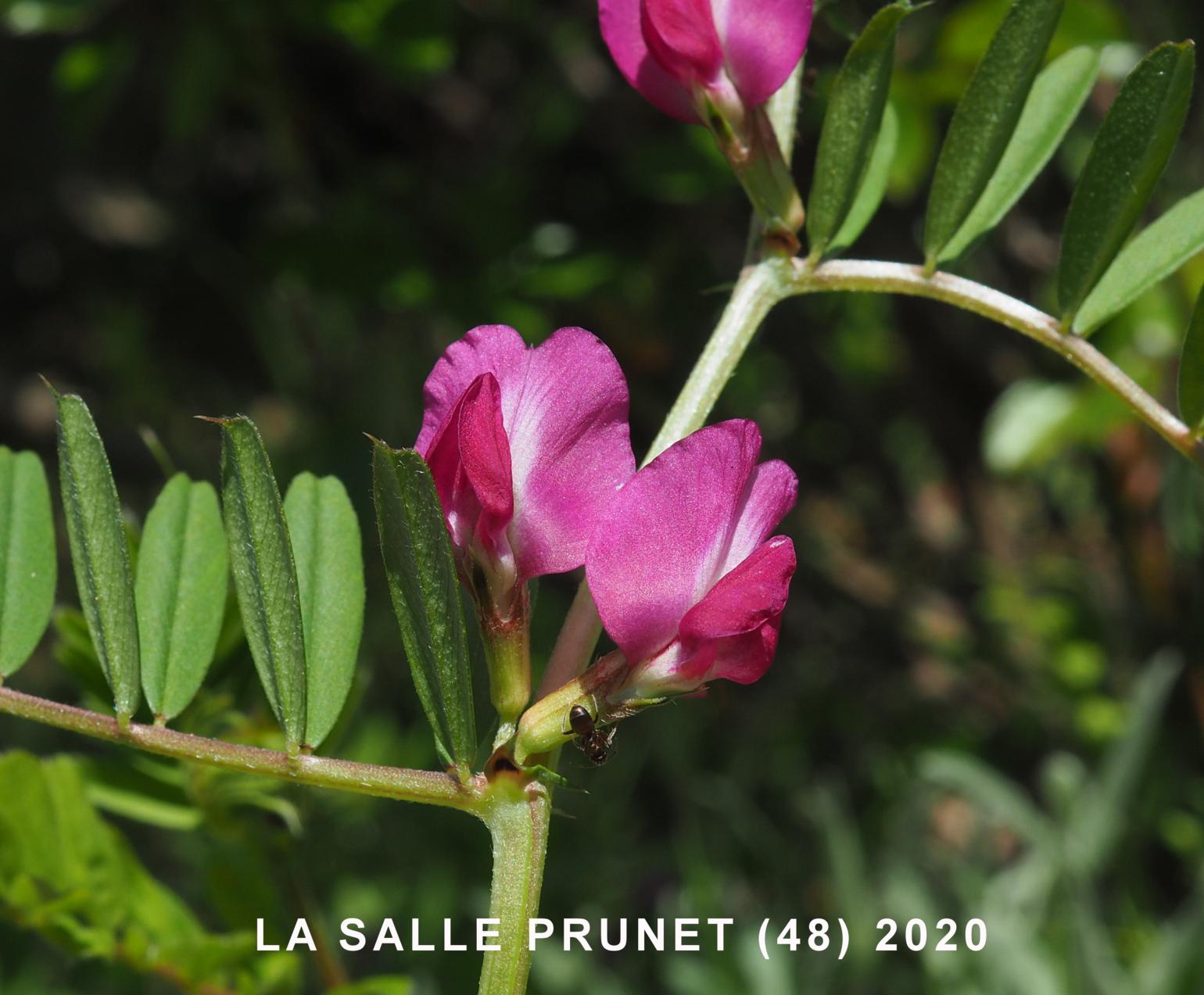 Vetch, Narrow-leaved